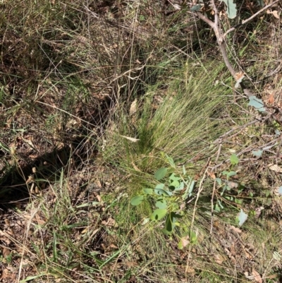 Nassella trichotoma (Serrated Tussock) at The Fair, Watson - 10 Mar 2024 by waltraud