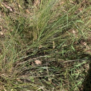 Nassella trichotoma at Mount Majura - 10 Mar 2024