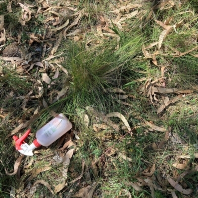 Nassella trichotoma (Serrated Tussock) at The Fair, Watson - 10 Mar 2024 by waltraud