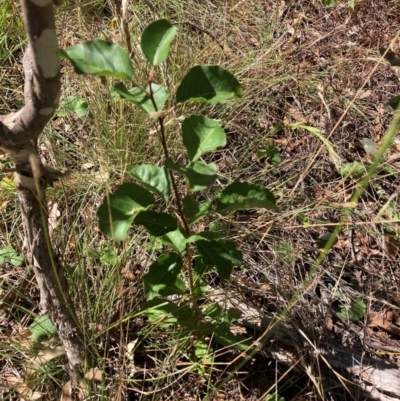 Pyrus calleryana (Callery Pear) at Mount Majura - 10 Mar 2024 by waltraud