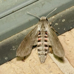 Agrius convolvuli (Convolvulus Hawk Moth) at Harrison, ACT - 9 Mar 2024 by DPRees125