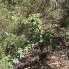 Rosa canina (Dog Rose) at Mount Majura - 10 Mar 2024 by waltraud