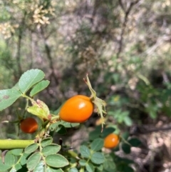 Rosa canina at Mount Majura - 10 Mar 2024