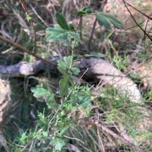 Crataegus monogyna at Mount Majura - 10 Mar 2024