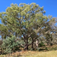 Eucalyptus melliodora (Yellow Box) at Mount Majura - 10 Mar 2024 by waltraud