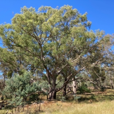 Eucalyptus melliodora (Yellow Box) at Mount Majura - 10 Mar 2024 by waltraud