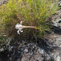 Lilium formosanum (Taiwan Lily, Tiger Lily) at Currarong - Abrahams Bosom Beach - 10 Mar 2024 by WalterEgo