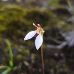 Eriochilus petricola (Bunny Orchids) at Morton National Park - 10 Mar 2024 by Csteele4