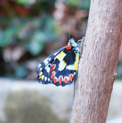 Delias aganippe (Spotted Jezebel) at Gungahlin, ACT - 10 Mar 2024 by TrishGungahlin