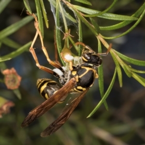 Polistes (Polistes) chinensis at Croke Place Grassland (CPG) - 5 Mar 2024 10:22 AM