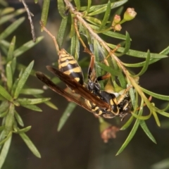 Polistes (Polistes) chinensis at Croke Place Grassland (CPG) - 5 Mar 2024 10:22 AM