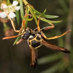 Polistes (Polistes) chinensis at Croke Place Grassland (CPG) - 5 Mar 2024 10:22 AM