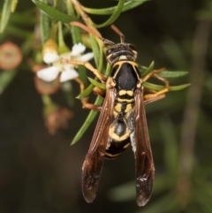 Polistes (Polistes) chinensis at Croke Place Grassland (CPG) - 5 Mar 2024 10:22 AM