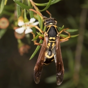 Polistes (Polistes) chinensis at Croke Place Grassland (CPG) - 5 Mar 2024 10:22 AM