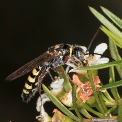Agriomyia sp. (genus) (Yellow flower wasp) at McKellar, ACT - 4 Mar 2024 by kasiaaus
