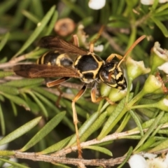 Polistes (Polistes) chinensis (Asian paper wasp) at Croke Place Grassland (CPG) - 4 Mar 2024 by kasiaaus