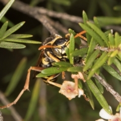 Polistes (Polistes) chinensis at Croke Place Grassland (CPG) - 5 Mar 2024 10:38 AM