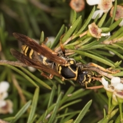 Polistes (Polistes) chinensis at Croke Place Grassland (CPG) - 5 Mar 2024 10:38 AM