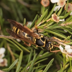 Polistes (Polistes) chinensis at Croke Place Grassland (CPG) - 5 Mar 2024 10:38 AM