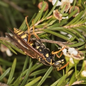 Polistes (Polistes) chinensis at Croke Place Grassland (CPG) - 5 Mar 2024 10:38 AM