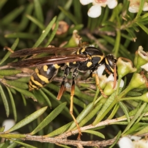 Polistes (Polistes) chinensis at Croke Place Grassland (CPG) - 5 Mar 2024 10:38 AM