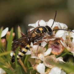 Agriomyia sp. (genus) (Yellow flower wasp) at Croke Place Grassland (CPG) - 5 Mar 2024 by kasiaaus