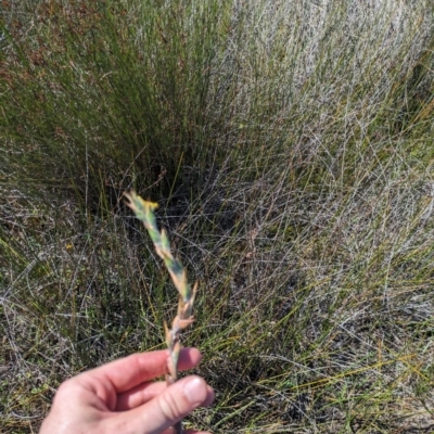 Philydrum lanuginosum (Frogsmouth) at Beecroft Peninsula, NSW - 9 Mar 2024 by WalterEgo