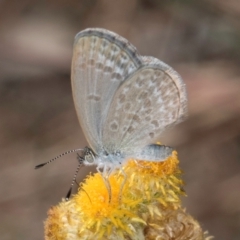 Zizina otis (Common Grass-Blue) at Blue Devil Grassland, Umbagong Park (BDG) - 8 Mar 2024 by kasiaaus