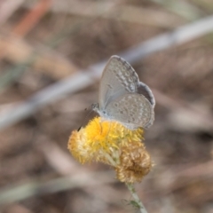 Zizina otis at Blue Devil Grassland, Umbagong Park (BDG) - 8 Mar 2024