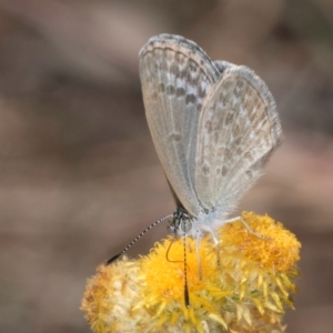 Zizina otis at Blue Devil Grassland, Umbagong Park (BDG) - 8 Mar 2024