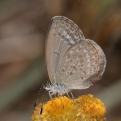 Zizina otis at Blue Devil Grassland, Umbagong Park (BDG) - 8 Mar 2024