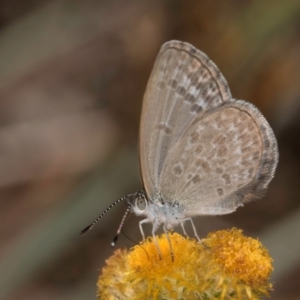 Zizina otis at Blue Devil Grassland, Umbagong Park (BDG) - 8 Mar 2024