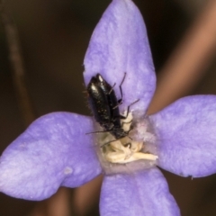 Dasytinae (subfamily) (Soft-winged flower beetle) at Blue Devil Grassland, Umbagong Park (BDG) - 8 Mar 2024 by kasiaaus