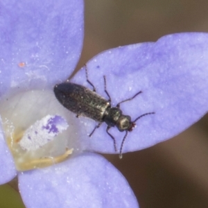 Dasytinae (subfamily) at Macgregor, ACT - 8 Mar 2024