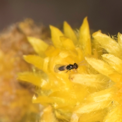 Chalcidoidea (superfamily) (A gall wasp or Chalcid wasp) at Blue Devil Grassland, Umbagong Park (BDG) - 8 Mar 2024 by kasiaaus