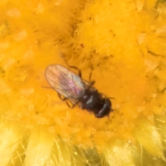 Calyptrate (subsection) (Unidentified house-flies, blow-flies and their allies) at Umbagong District Park - 8 Mar 2024 by kasiaaus