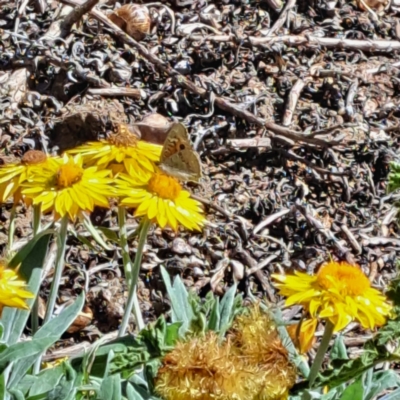 Junonia villida (Meadow Argus) at Watson, ACT - 10 Mar 2024 by abread111