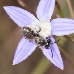 Lasioglossum (Chilalictus) sp. (genus & subgenus) (Halictid bee) at Blue Devil Grassland, Umbagong Park (BDG) - 8 Mar 2024 by kasiaaus