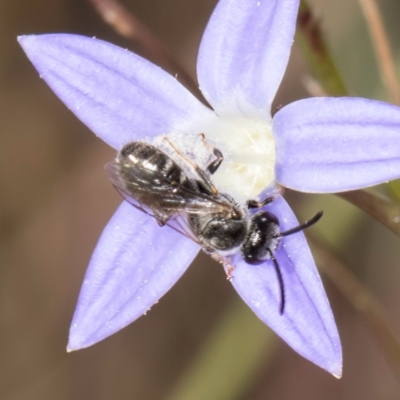 Lasioglossum (Chilalictus) sp. (genus & subgenus) (Halictid bee) at Latham, ACT - 8 Mar 2024 by kasiaaus