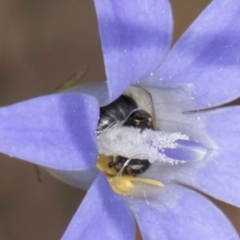 Hylaeus (Prosopisteron) sp. (genus & subgenus) (Masked Bee) at Blue Devil Grassland, Umbagong Park (BDG) - 8 Mar 2024 by kasiaaus