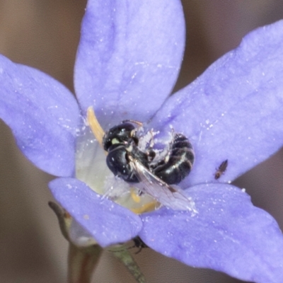 Hylaeus (Prosopisteron) species at Umbagong District Park - 8 Mar 2024 by kasiaaus