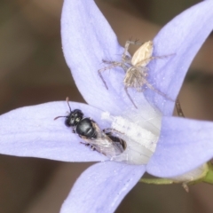 Lasioglossum (Chilalictus) sp. (genus & subgenus) at Blue Devil Grassland, Umbagong Park (BDG) - 8 Mar 2024 by kasiaaus