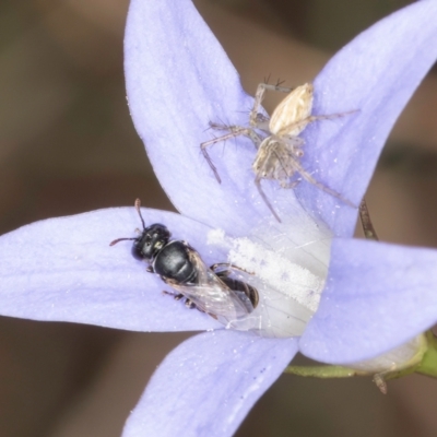 Lasioglossum (Chilalictus) sp. (genus & subgenus) at Blue Devil Grassland, Umbagong Park (BDG) - 8 Mar 2024 by kasiaaus