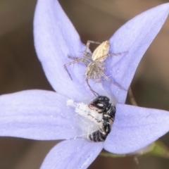 Hylaeus (Prosopisteron) species at Latham, ACT - 8 Mar 2024