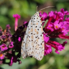Utetheisa pulchelloides (Heliotrope Moth) at QPRC LGA - 10 Mar 2024 by MatthewFrawley