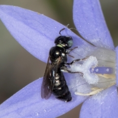 Ceratina (Neoceratina) australensis (A small carpenter bee) at Blue Devil Grassland, Umbagong Park (BDG) - 8 Mar 2024 by kasiaaus