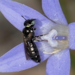 Ceratina (Neoceratina) australensis at Latham, ACT - 8 Mar 2024