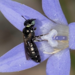 Ceratina (Neoceratina) australensis at Latham, ACT - 8 Mar 2024