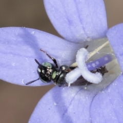 Ceratina (Neoceratina) australensis at Latham, ACT - 8 Mar 2024