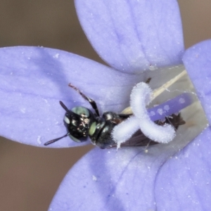 Ceratina (Neoceratina) australensis at Latham, ACT - 8 Mar 2024